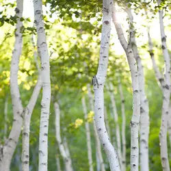 White Birch Soy Candle